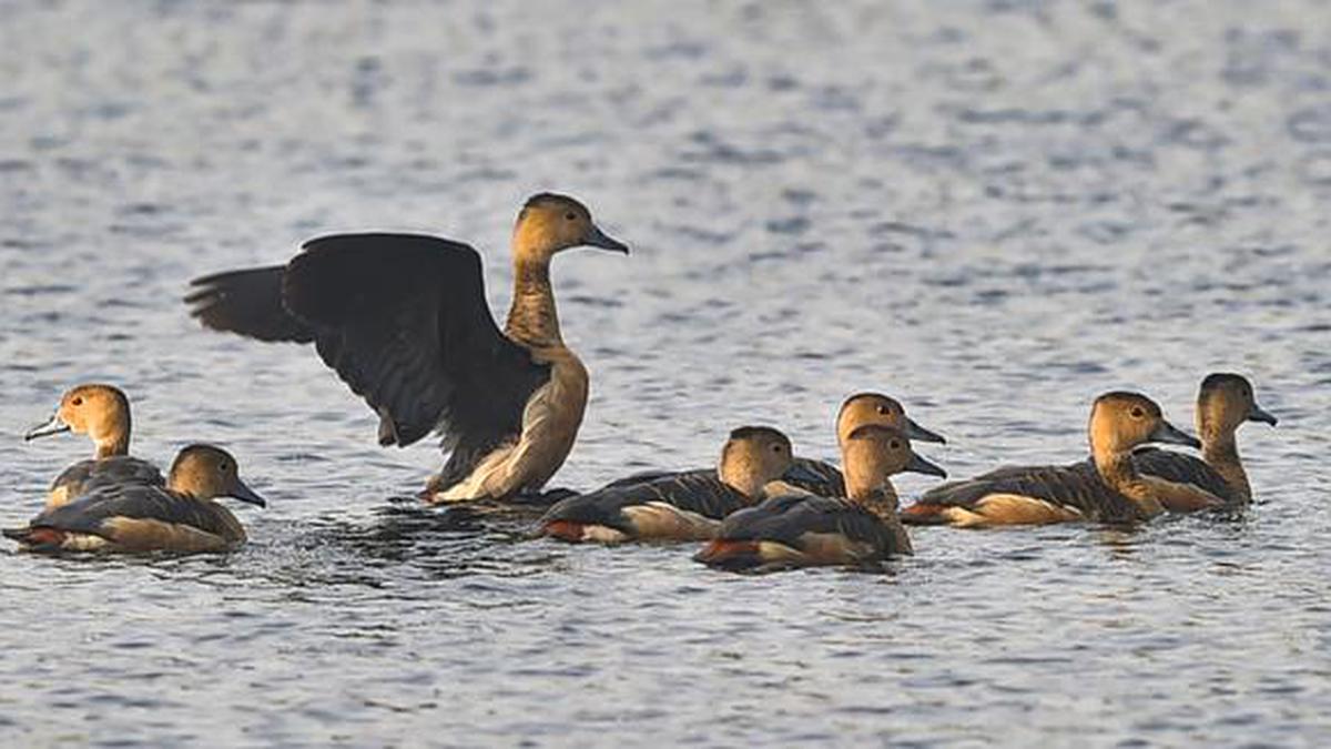 water-bodies-of-bengal-s-arid-regions-turn-havens-for-migratory-birds