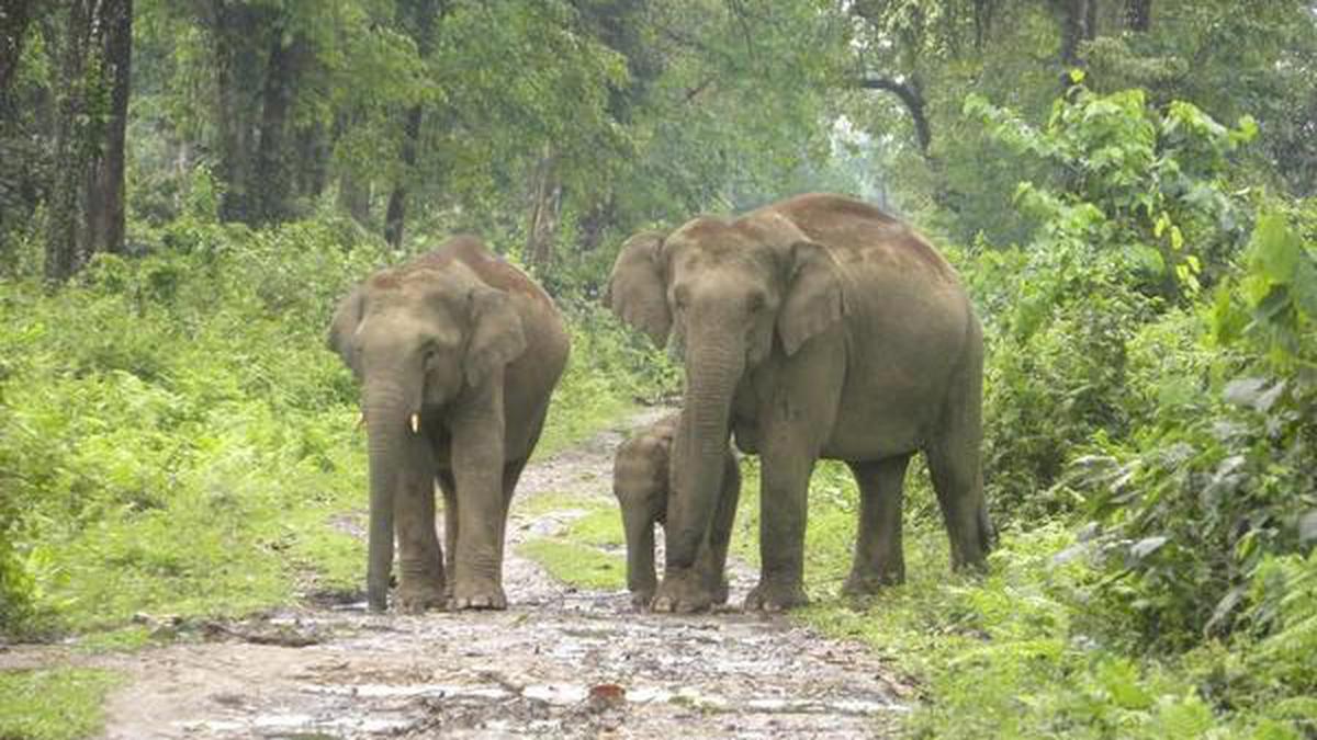 Dihing Patkai is Assam’s 7th National Park