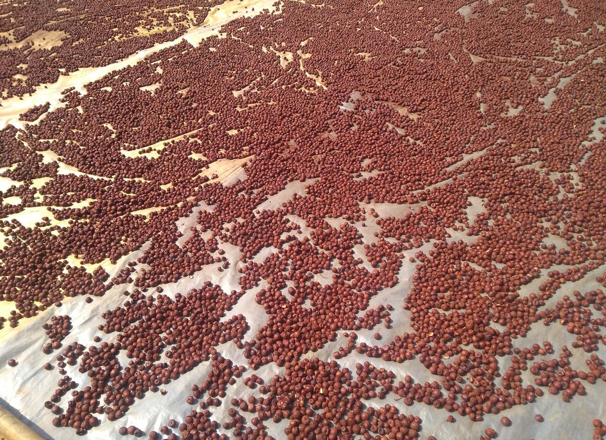 Border talks raise hopes for Mizoram areca nut farmers