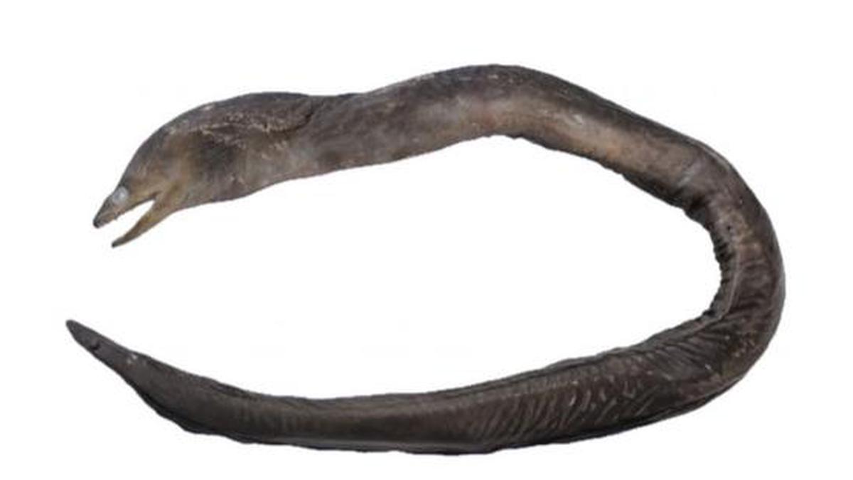 Two new eel species discovered