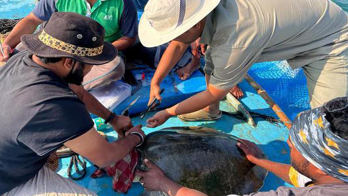 Olive Ridley turtle trail to get a boost with mass tagging mission