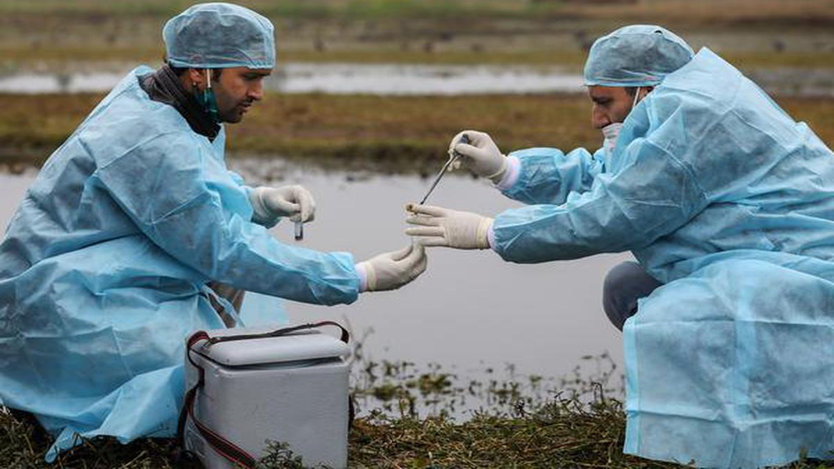 Punjab issues advisory for surveillance of poultry farms, wetlands amid bird flu scare