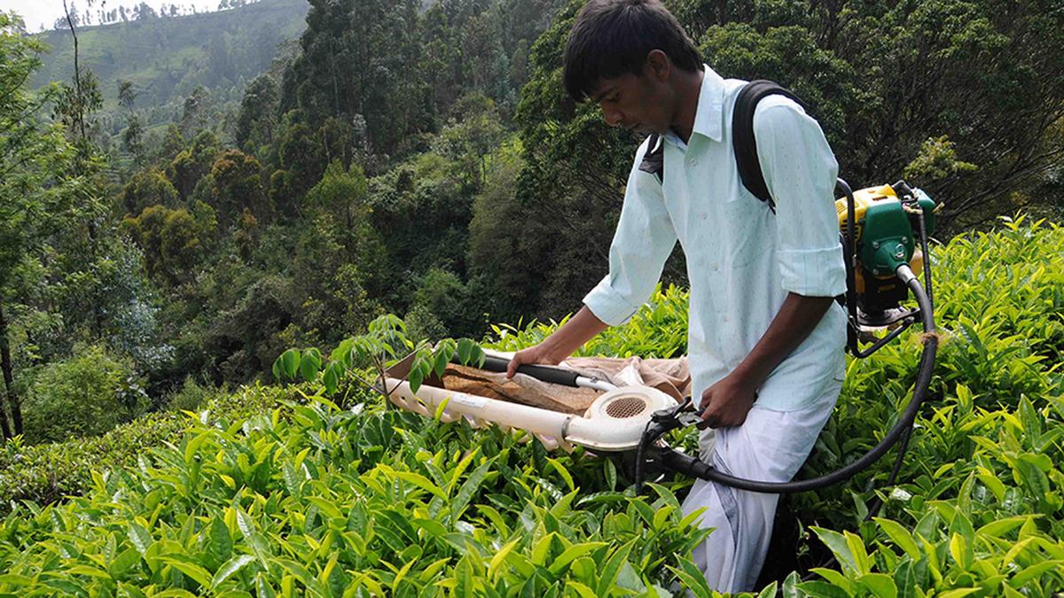 Climate concerns, economic challenges take centre stage at National Small Tea Grower&rsquo;s Conference