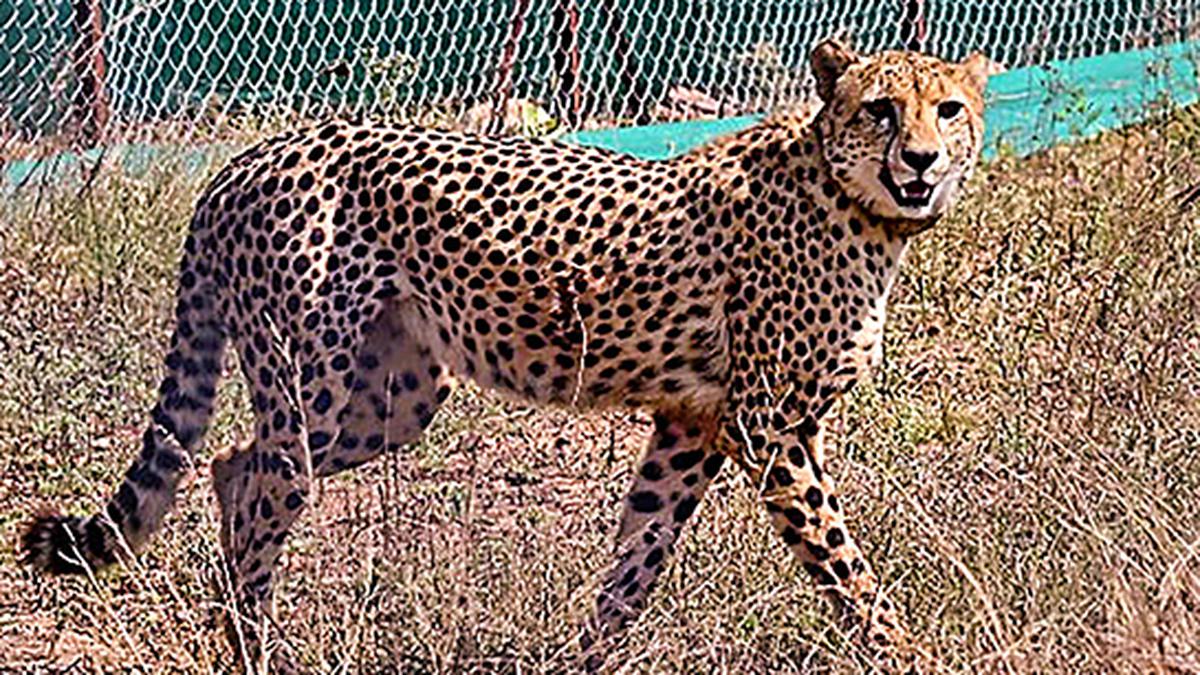 South African cheetah, Uday, translocated to Kuno National Park dies