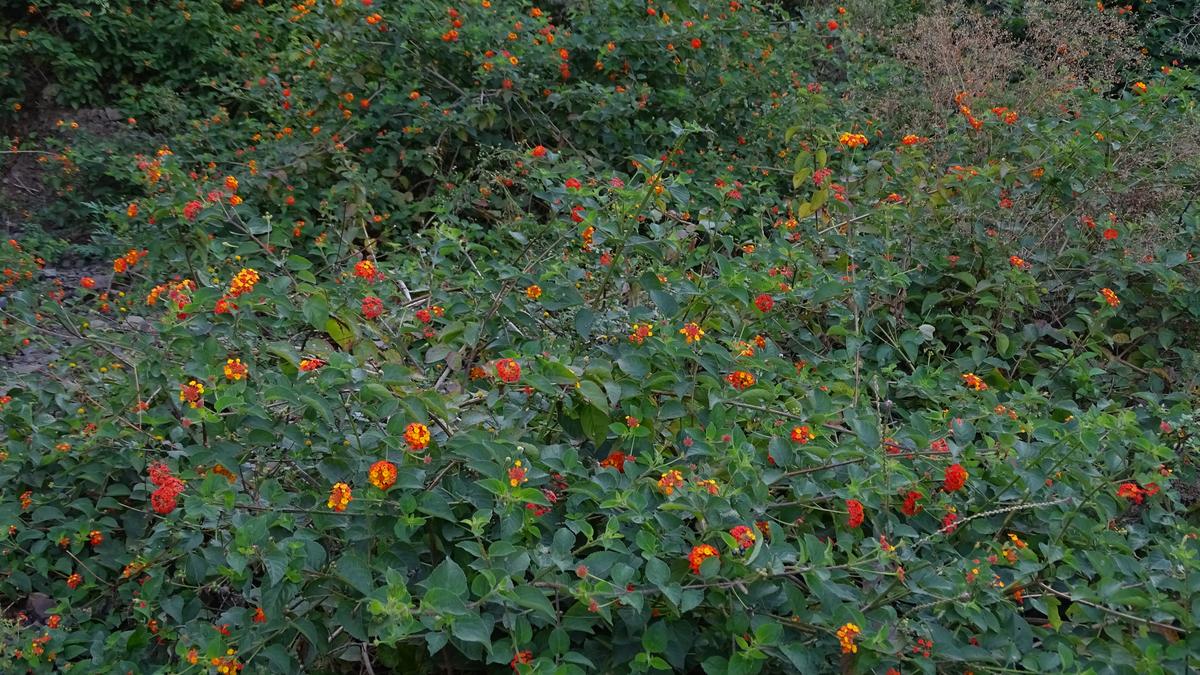 Unabated Lantana camara invasion in Himachal needs swifter, more rigorous response​