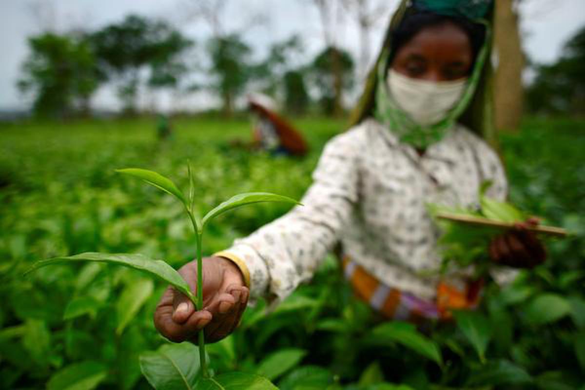 1200px x 800px - Auction reaches Assam's 'tea capital' Jorhat after almost two centuries -  The Hindu