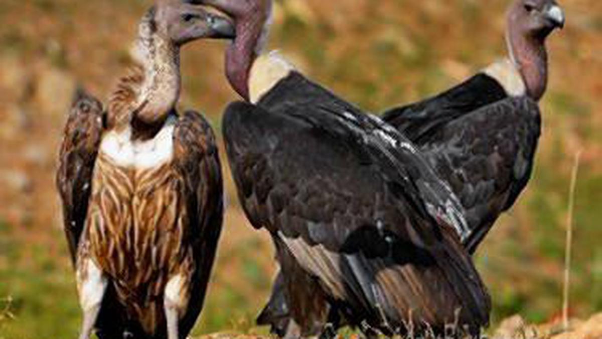 Vulture conservation centre in U.P. - The Hindu