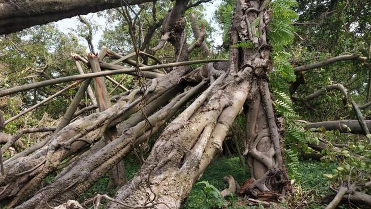 Howrah’s historic botanical garden turns into a graveyard of nearly 1,000 trees