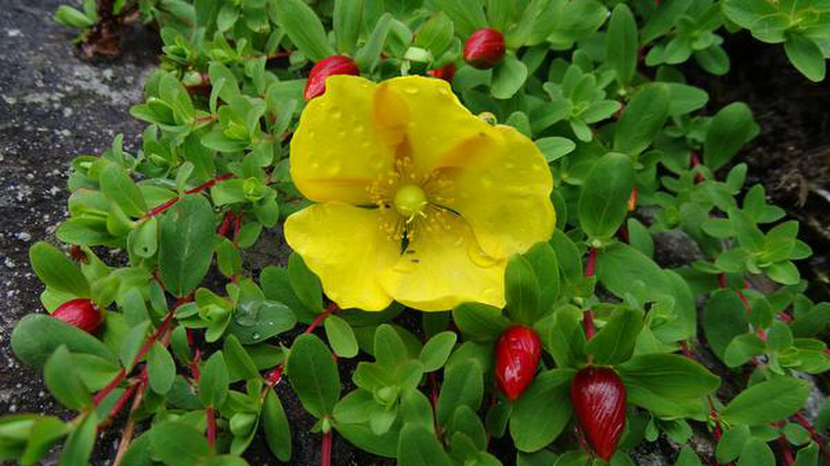 Sikkim blossoms: smallest State home to 27% of India’s flowering plants