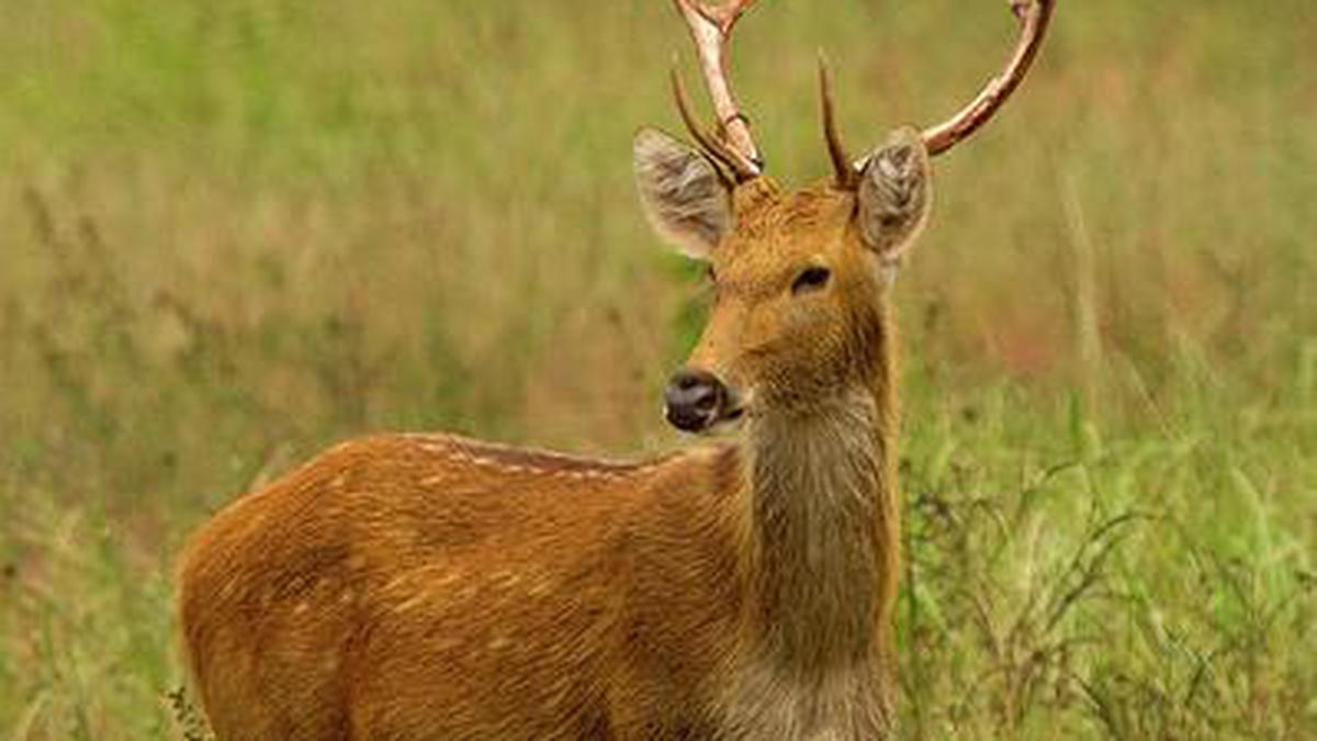 Genetic profiling of swamp deer in Dudhwa planned - The Hindu