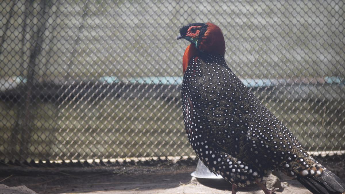 Facing existential crisis, Western Tragopan sees a glimmer of hope in Himachal Pradesh for its survival 