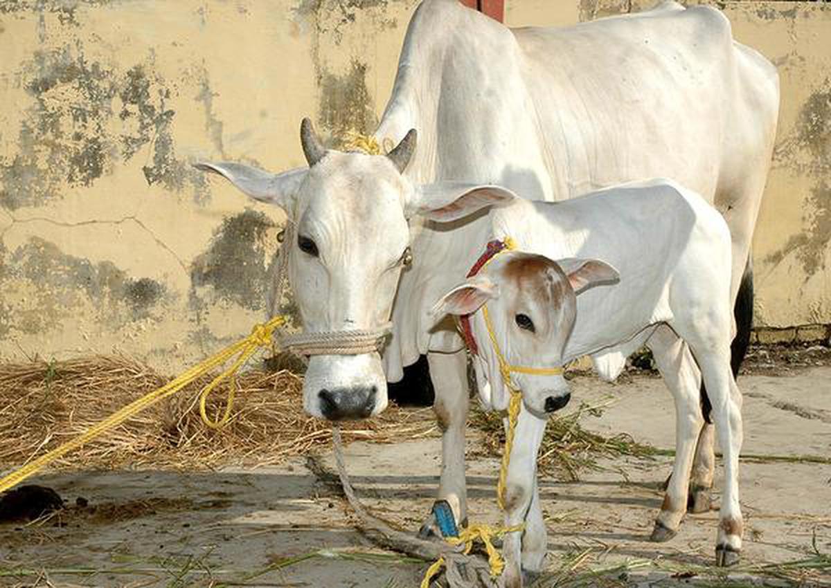 Government unveils plan for research on 'indigenous' cows - The Hindu