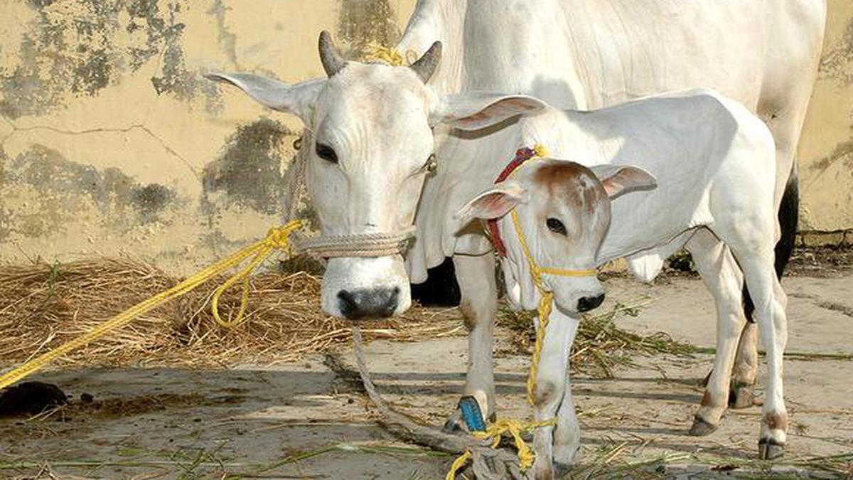 Government unveils plan for research on 'indigenous' cows - The Hindu