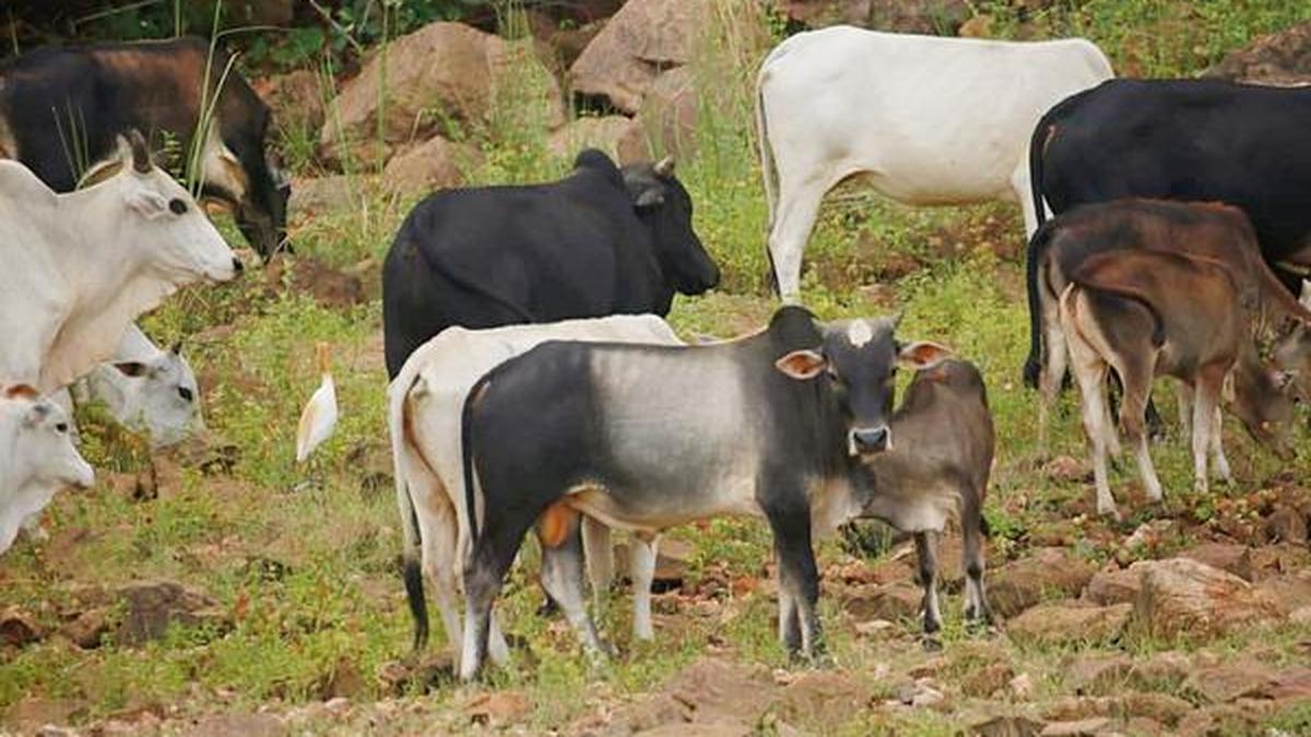 Wild cattle On an island in Hirakud, cattle have grown wild for 60