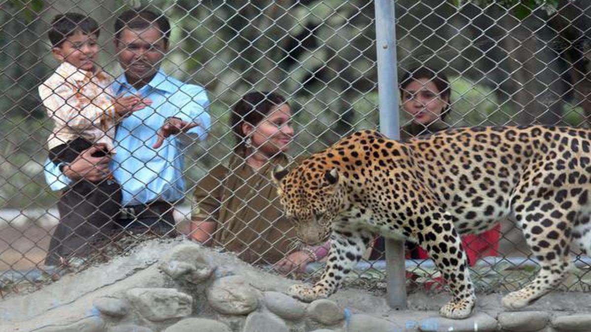 Coronavirus | Zoos closed in Himachal, Punjab, alert sounded - The Hindu