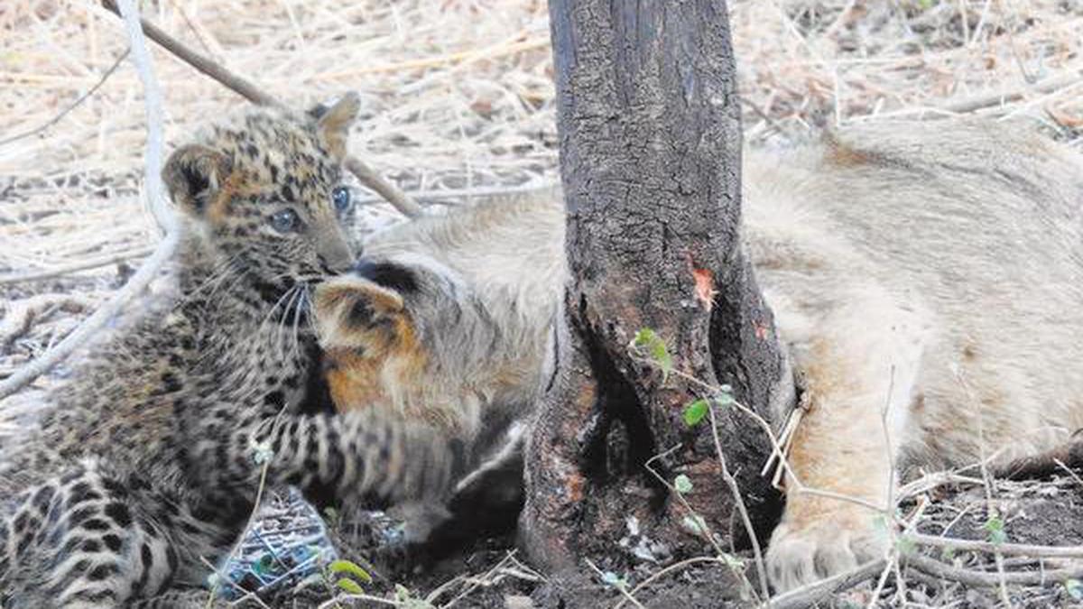 A lioness takes care of a leopard cub in Gir national park