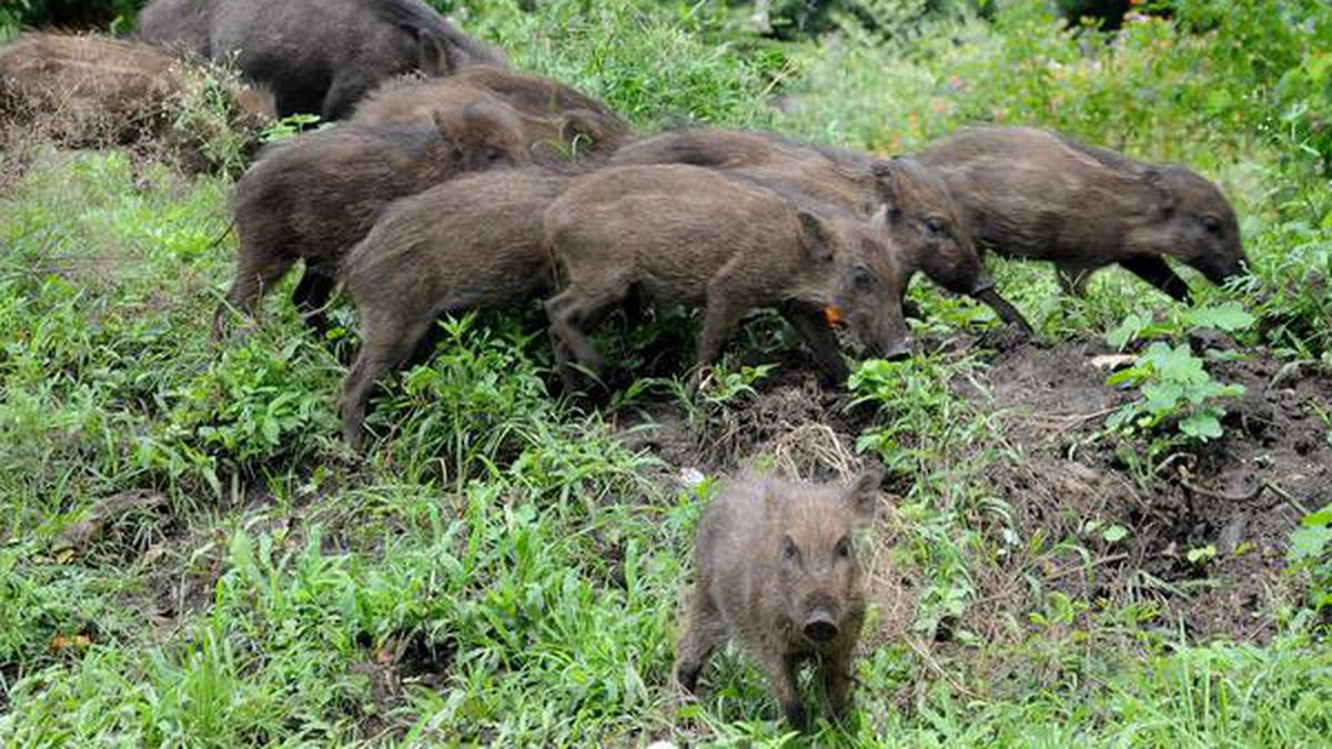 Wild boars die in Arunachal as African swine fever kills 15,000 pigs in Assam