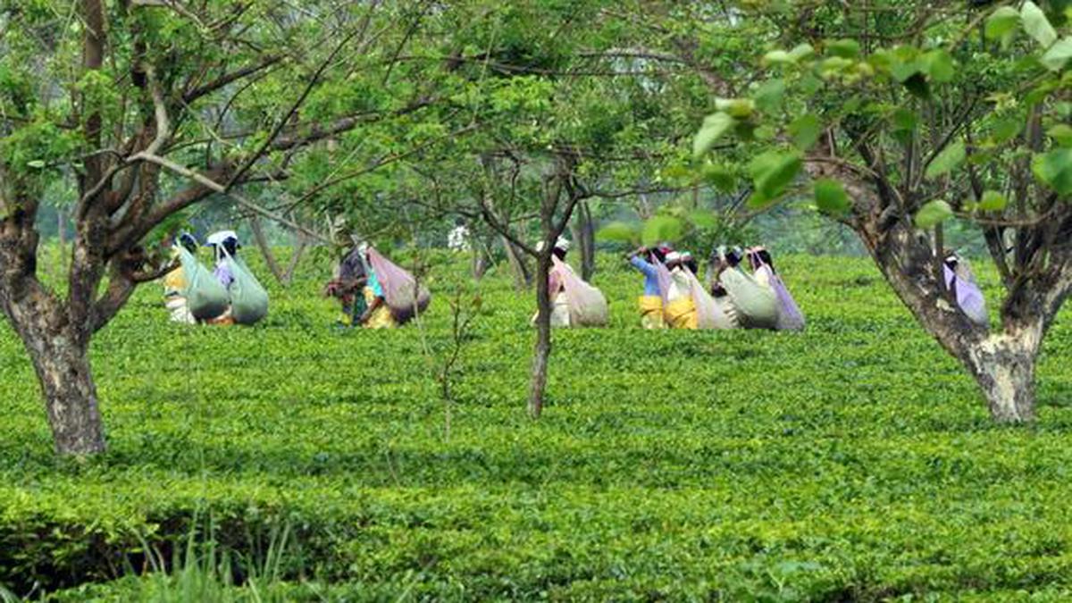 Amidst lockdown and death, tea garden workers in Bengal demand wages