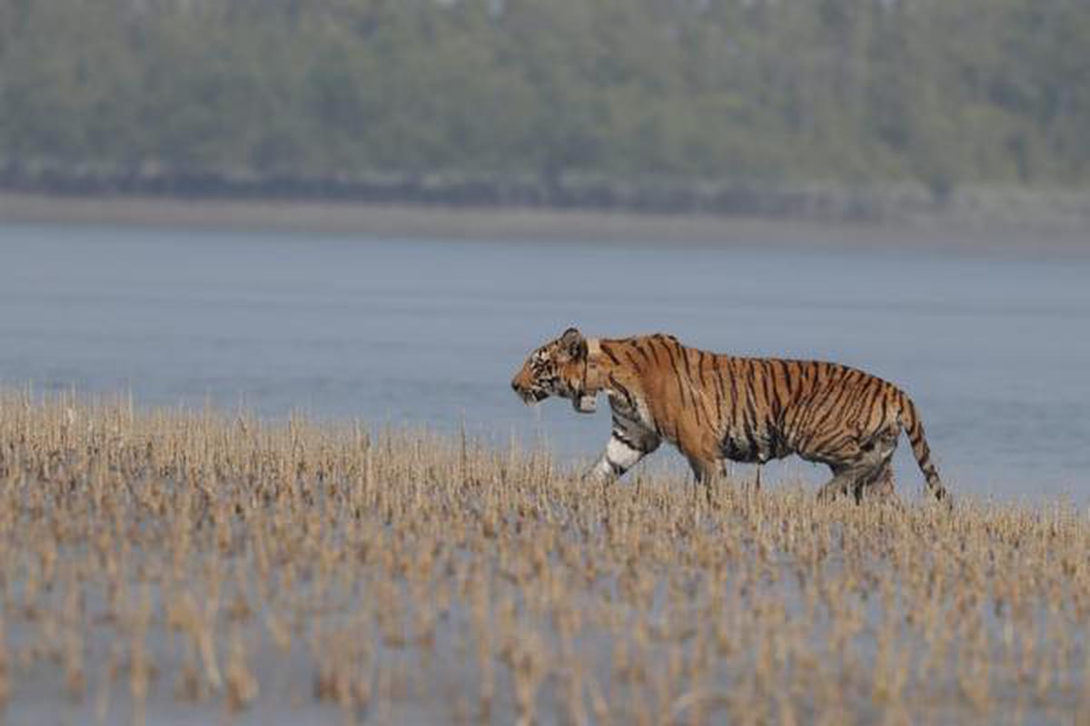Tiger radio collared in Sunderbans for assessing tiger-human interactions -  The Hindu