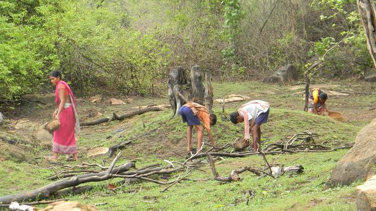 Community-held land in Odisha generates benefits worth ₹36,890 crore annually: Study