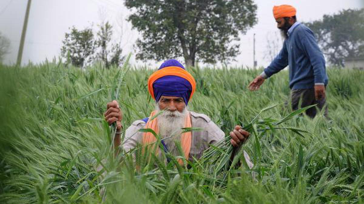 Coronavirus lockdown | Farmers in Punjab, Haryana worried over wheat harvesting