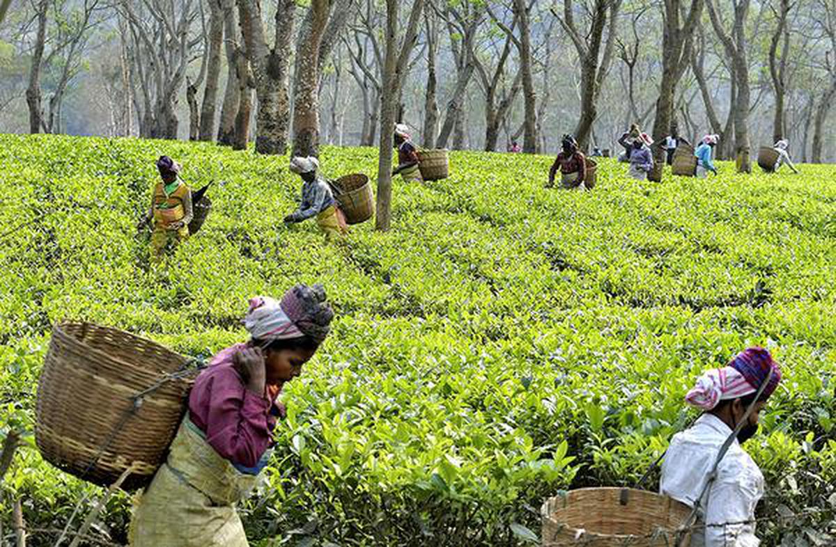 1200px x 786px - 350 tea estates in Assam hit by COVID-19 - The Hindu