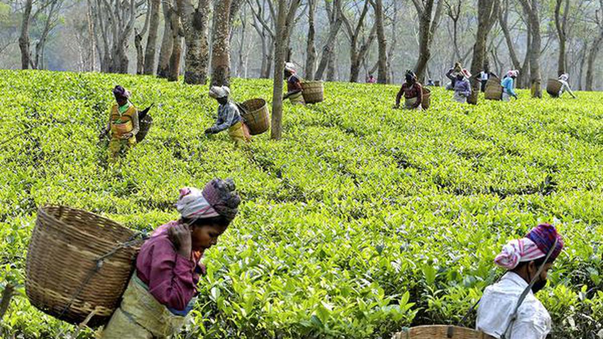 Assam tea workers get a fourth of ‘living wage’ study The Hindu
