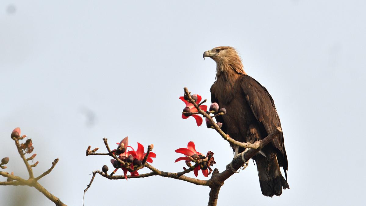 West Bengal records most species in Great Backyard Bird Count 2023  