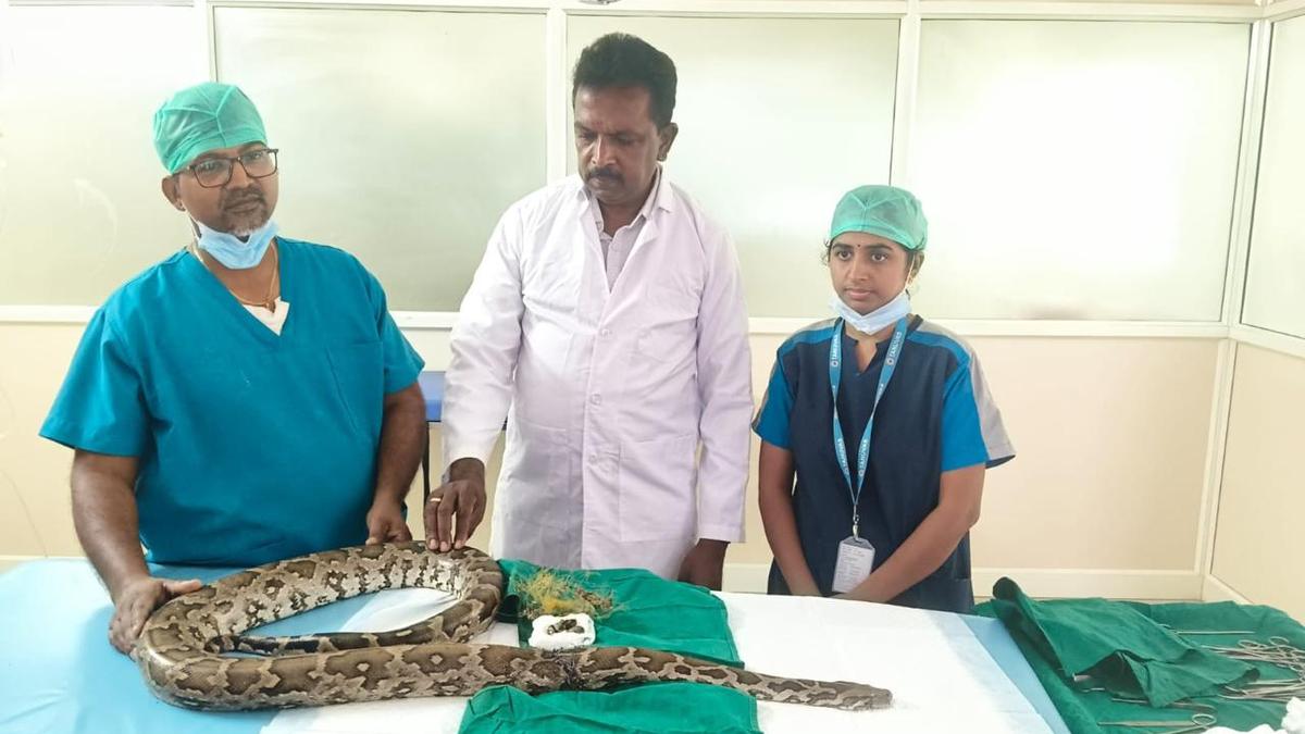 Six feet python survives after surgery in Veterinary college in Tirunelveli