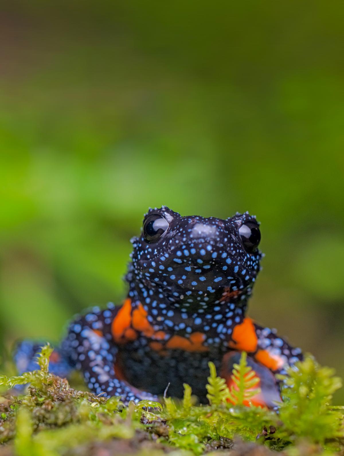 When the Western Ghats Galaxy Frog Caught Leonardo DiCaprio’s Attention