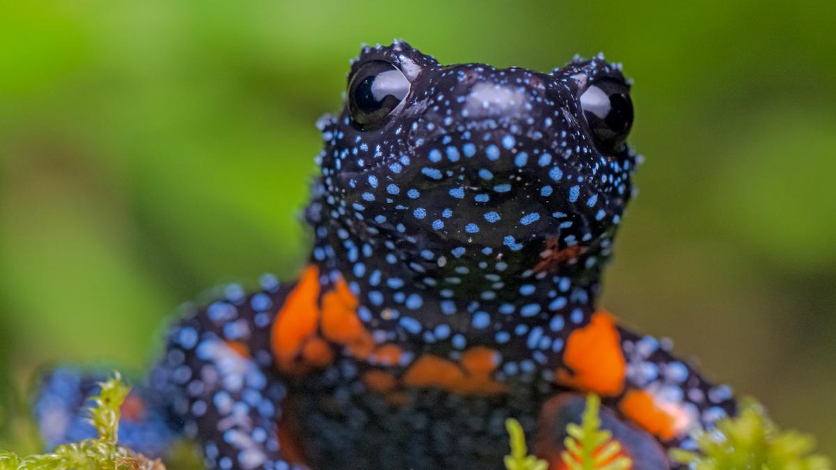 When galaxy frog from Western Ghats captured attention of Leonardo DiCaprio