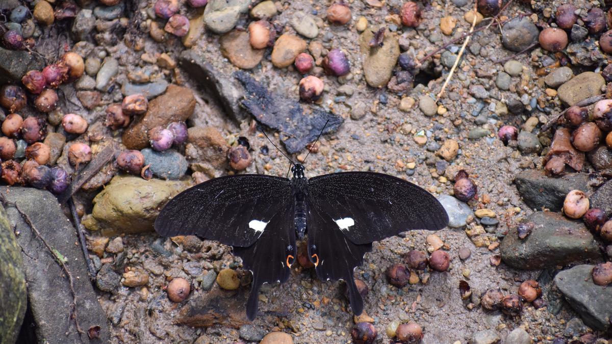 Arunachal sản xuất bướm đêm mới nhất ở Ấn Độ