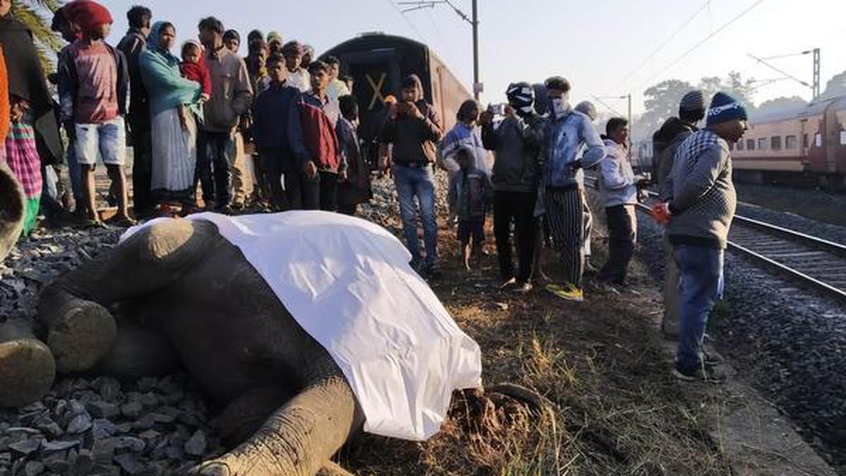 186 elephants killed on railway tracks in over 10 years: MoEFCC