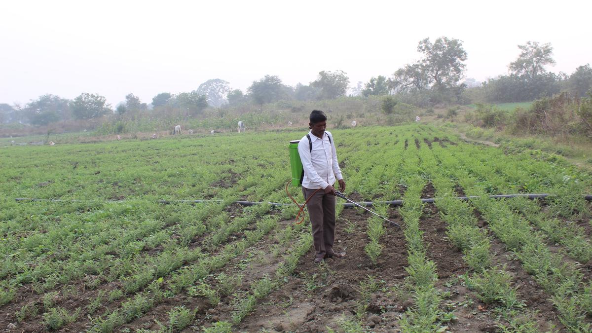 Open sale of hazardous pesticides continues to impact the health of farmers in Maharashtra