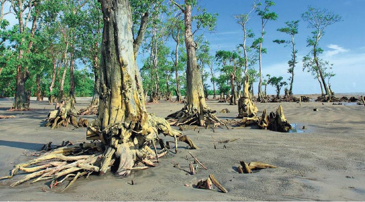 Climate change impact Sunderbans steadily losing its famed mangroves