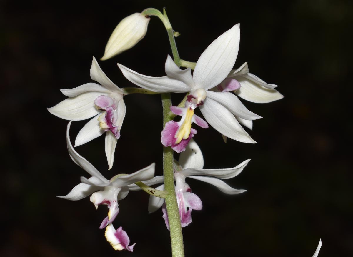 Calanthe lamellosa, an orchid species first observed in India in the Japphu mountain range in Kohima, Nagaland.