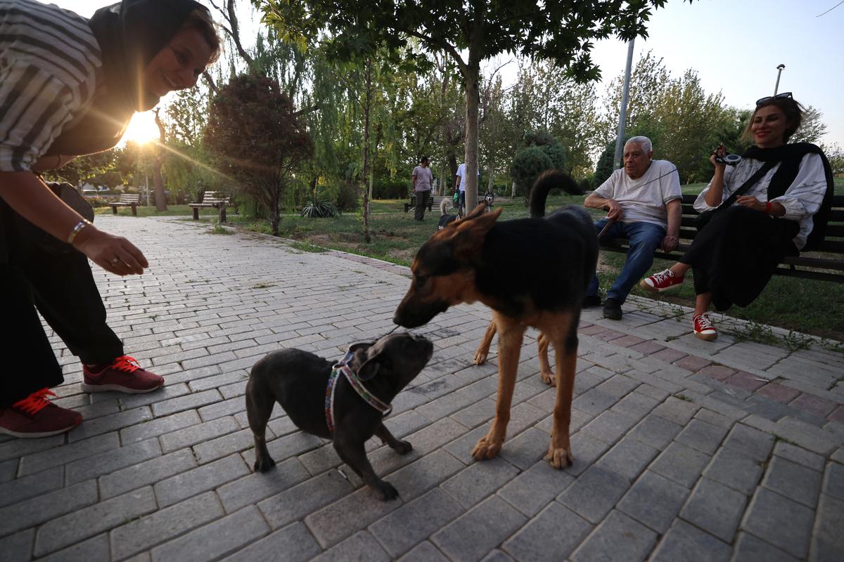 Iran Expands Dog-Walking Ban: Crackdown on Pet Freedom 3 Iran authorities expand dog walking ban - The Hindu