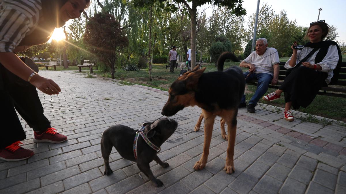 Iran authorities expand dog walking ban