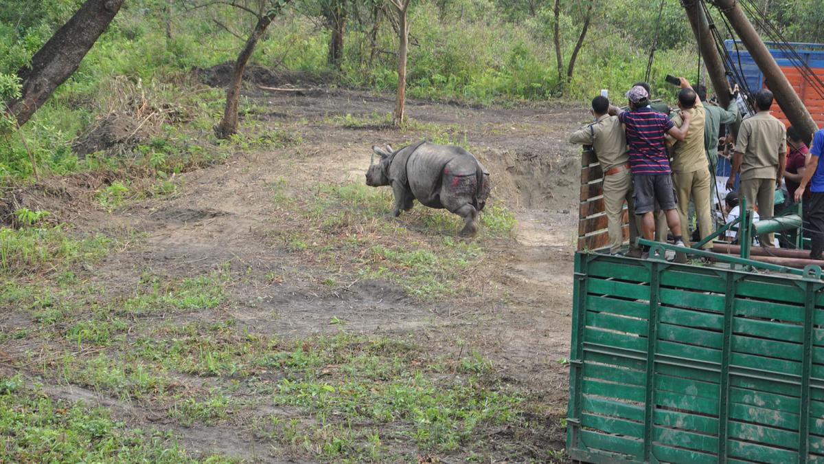 Last rhinos translocated in Assam under Vision 2020 to increase population