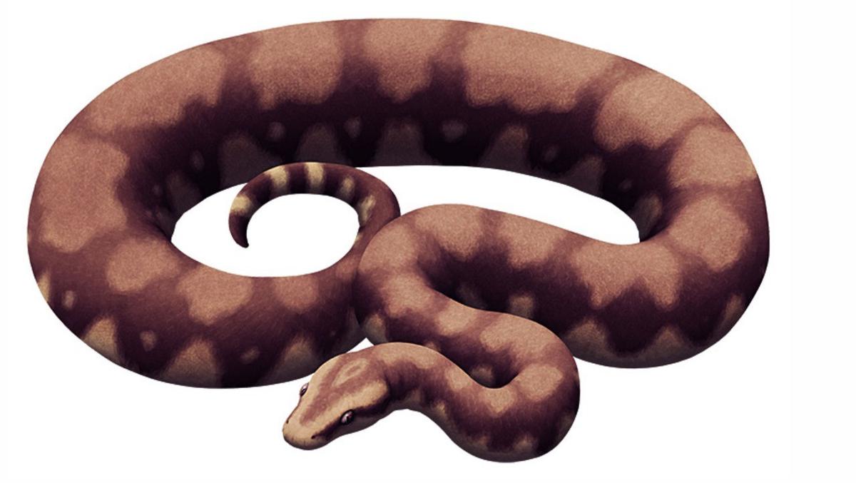 An artistic representation of the madtsoiid snake.