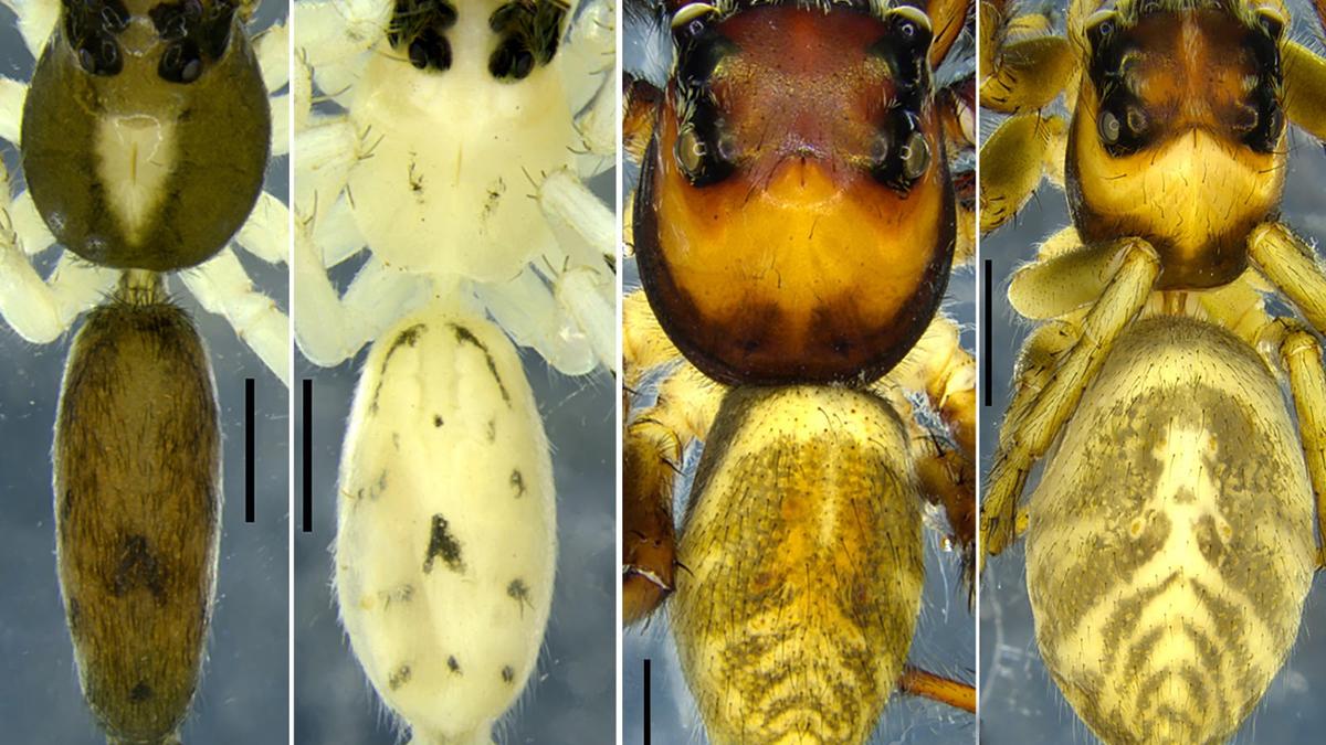 Two new jumping spider species recorded in Meghalaya