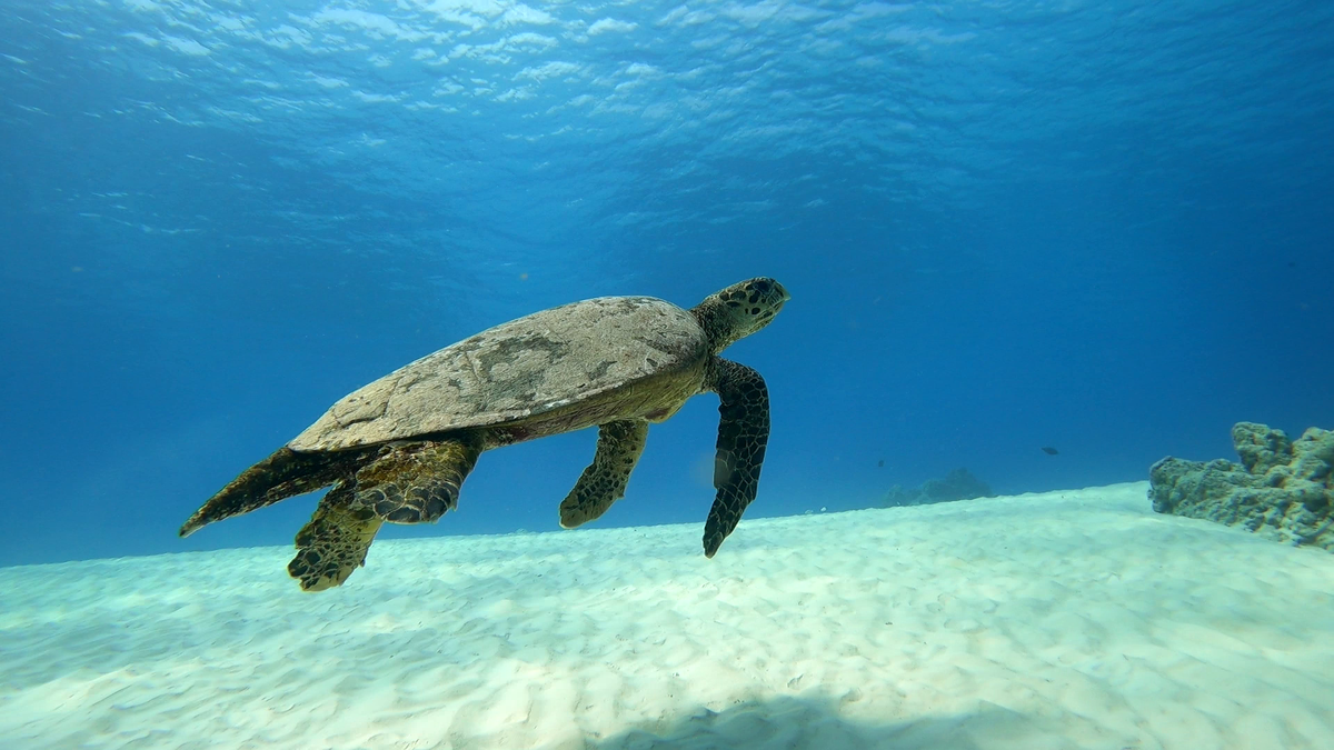 Turtle gliding in Lakshadweep waters