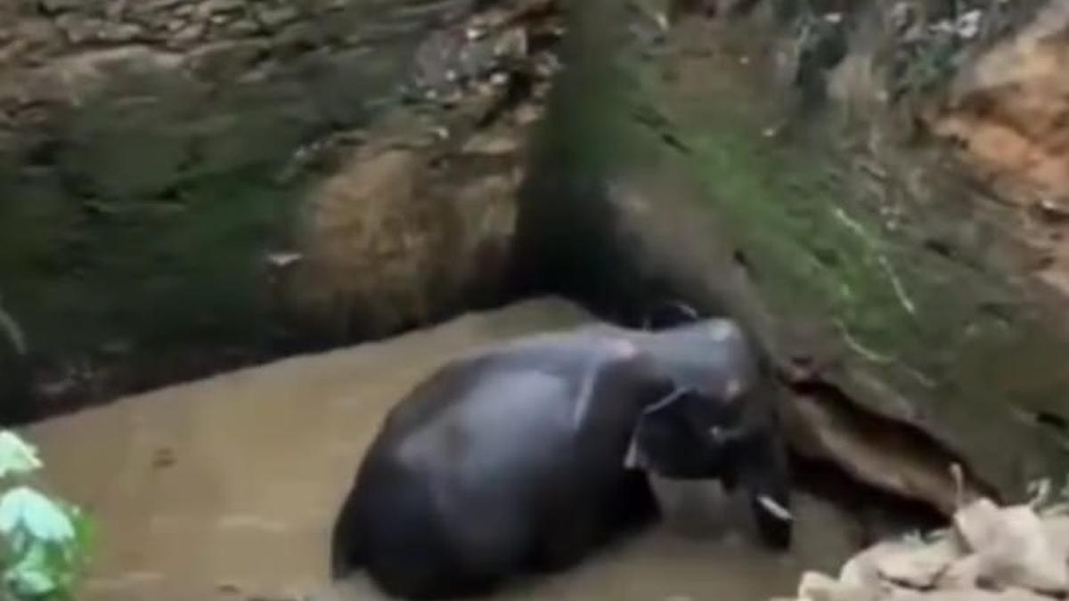 Elephant that fell into well at Kerala’s Muttathupara rescued