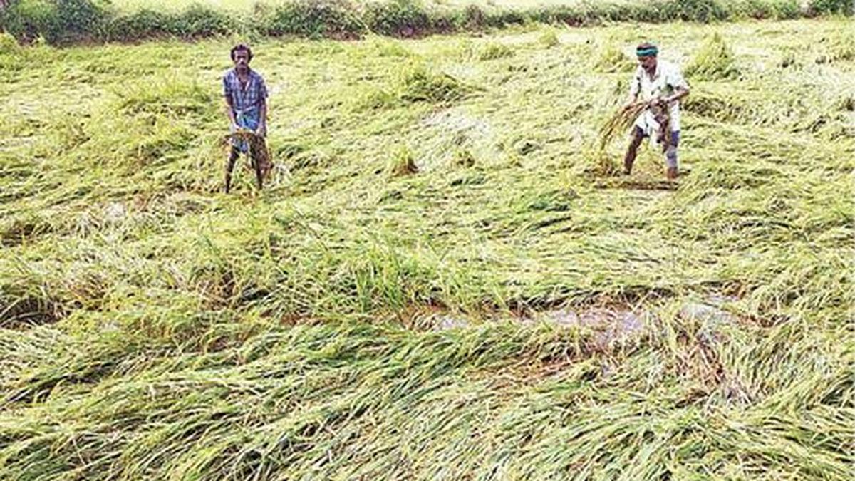 Vellore, nearby districts take rain preparedness measures