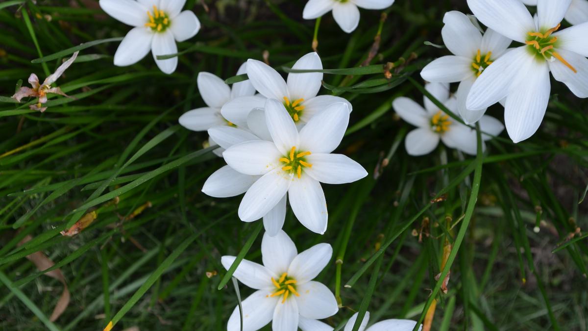 Lessons from a rain lily