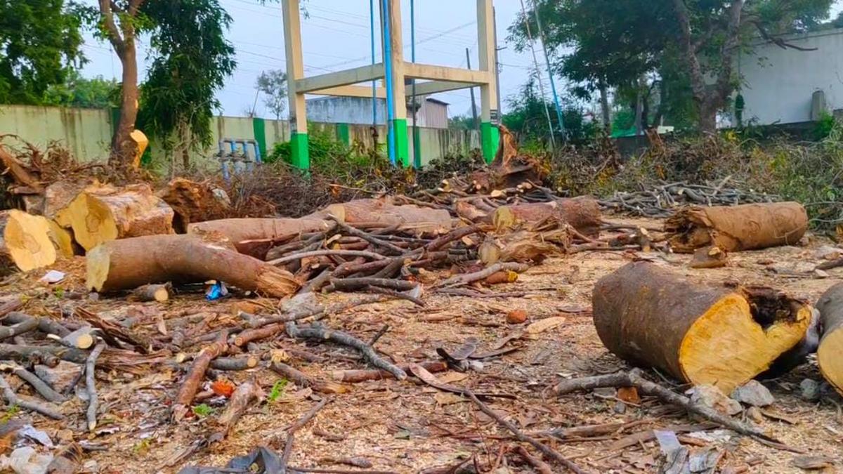 Two arrested for felling seven trees in school near Ranipet