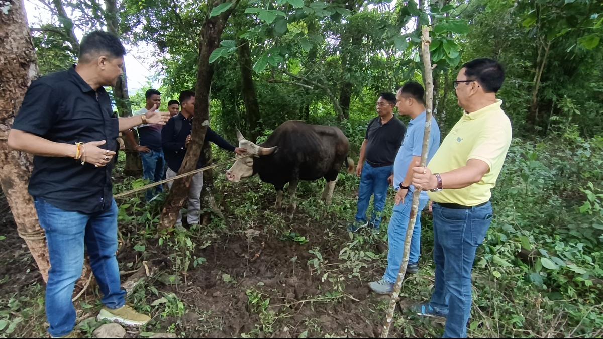 Reared for centuries, semi-wild bovine recorded for the first time in Assam