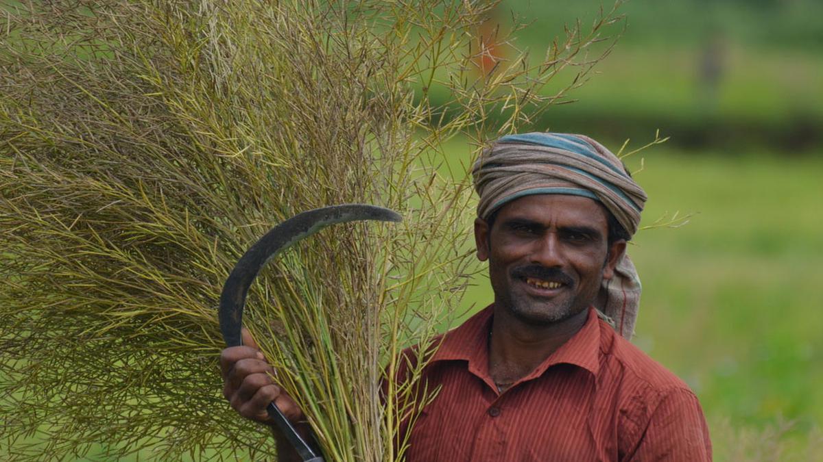 Is there a compelling reason to release GM mustard, SC asks govt.