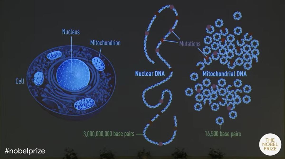 Nuclear DNA and mitochondrial DNA.