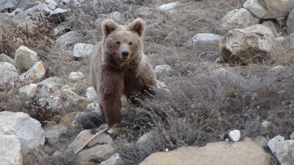 Study predicts massive habitat decline for the Himalayan brown bear by
